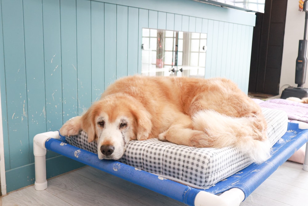 寵物床墊｜mooayou韓國狗狗護脊床。透氣、低敏、耐抓、毛孩專屬好眠神器。沁涼夏日款 & 四季耐抓款