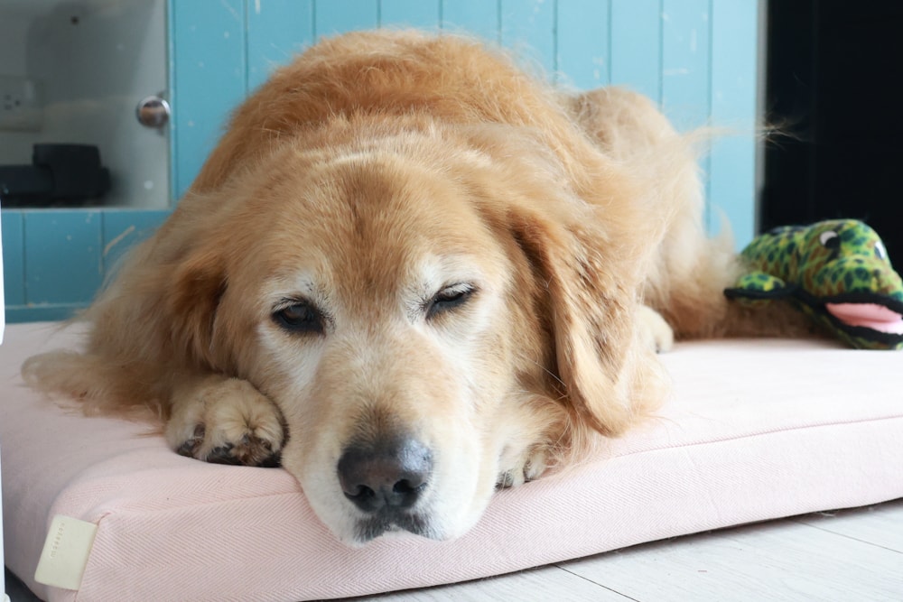 寵物床墊｜mooayou韓國狗狗護脊床。透氣、低敏、耐抓、毛孩專屬好眠神器。沁涼夏日款 & 四季耐抓款