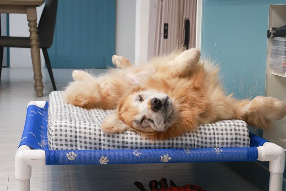 寵物床墊｜mooayou韓國狗狗護脊床。透氣、低敏、耐抓、毛孩專屬好眠神器。沁涼夏日款 & 四季耐抓款