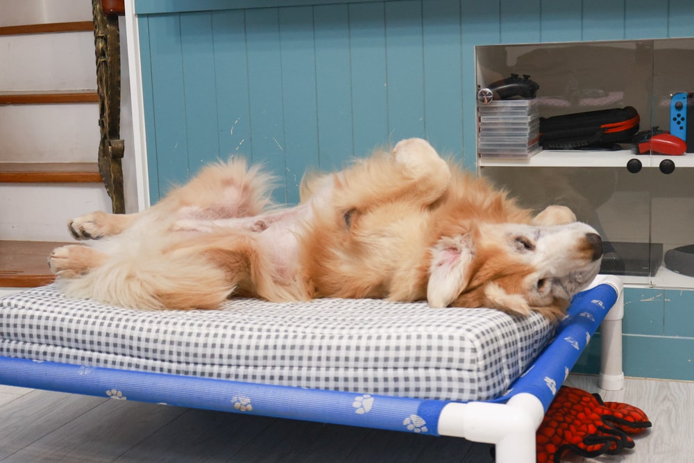 寵物床墊｜mooayou韓國狗狗護脊床。透氣、低敏、耐抓、毛孩專屬好眠神器。沁涼夏日款 & 四季耐抓款