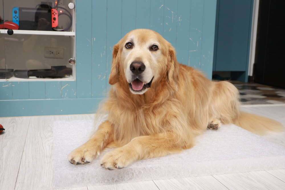 寵物床墊｜mooayou韓國狗狗護脊床。透氣、低敏、耐抓、毛孩專屬好眠神器。沁涼夏日款 & 四季耐抓款