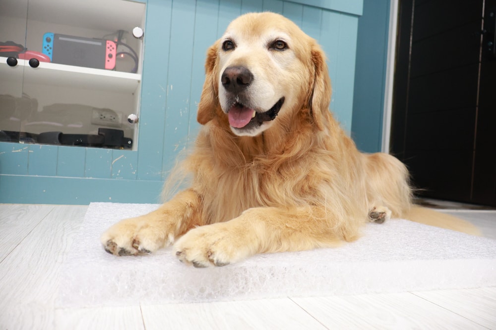 寵物床墊｜mooayou韓國狗狗護脊床。透氣、低敏、耐抓、毛孩專屬好眠神器。沁涼夏日款 & 四季耐抓款