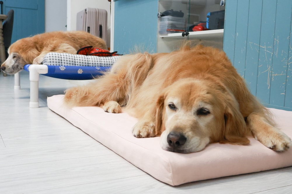 寵物床墊｜mooayou韓國狗狗護脊床。透氣、低敏、耐抓、毛孩專屬好眠神器。沁涼夏日款 & 四季耐抓款