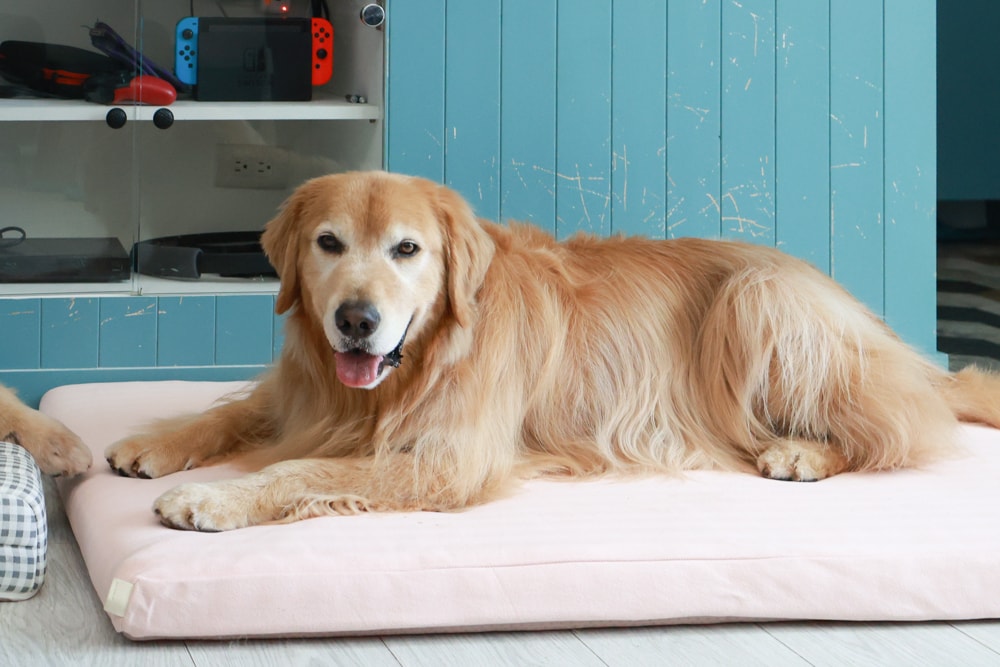 寵物床墊｜mooayou韓國狗狗護脊床。透氣、低敏、耐抓、毛孩專屬好眠神器。沁涼夏日款 & 四季耐抓款