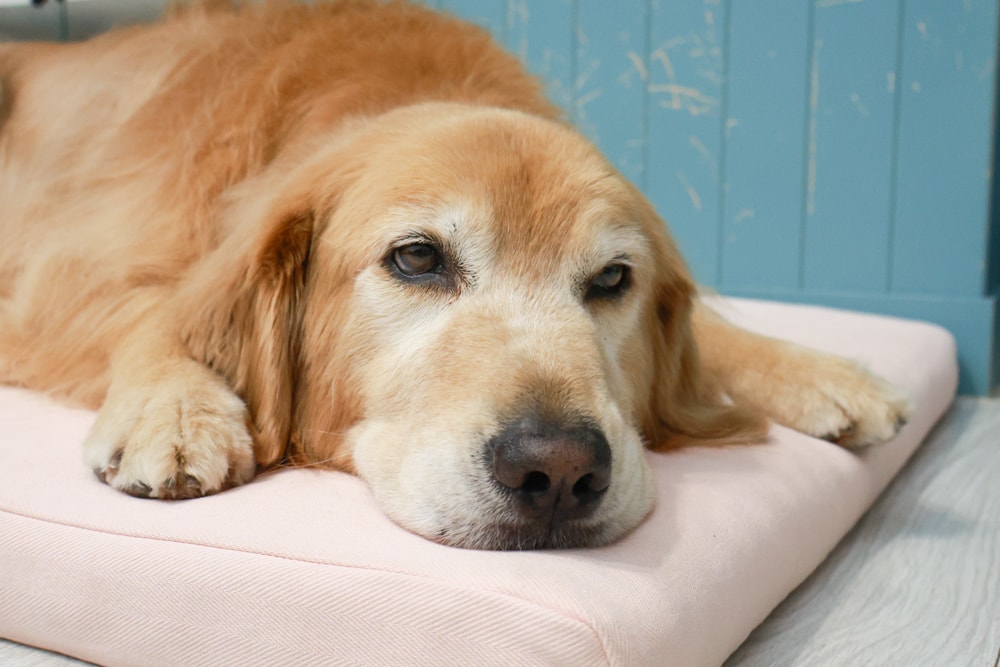 寵物床墊｜mooayou韓國狗狗護脊床。透氣、低敏、耐抓、毛孩專屬好眠神器。沁涼夏日款 & 四季耐抓款