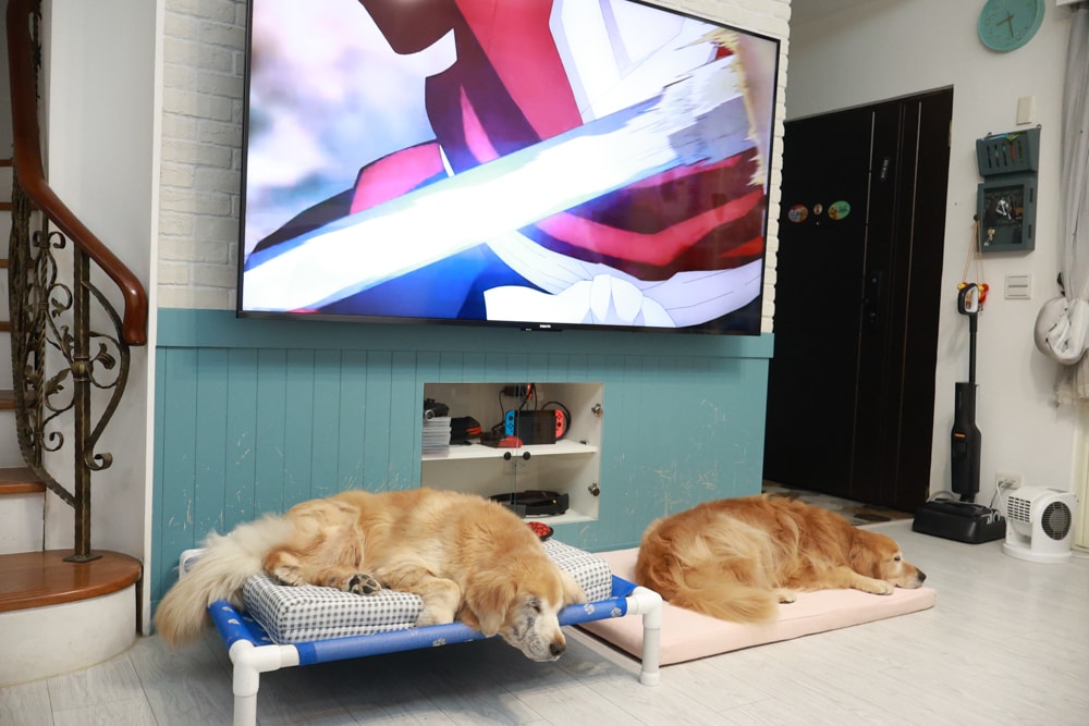 寵物床墊｜mooayou韓國狗狗護脊床。透氣、低敏、耐抓、毛孩專屬好眠神器。沁涼夏日款 & 四季耐抓款