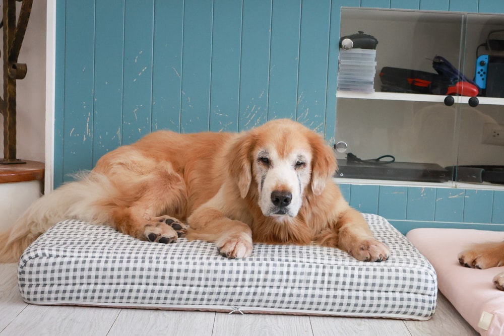 寵物床墊｜mooayou韓國狗狗護脊床。透氣、低敏、耐抓、毛孩專屬好眠神器。沁涼夏日款 & 四季耐抓款