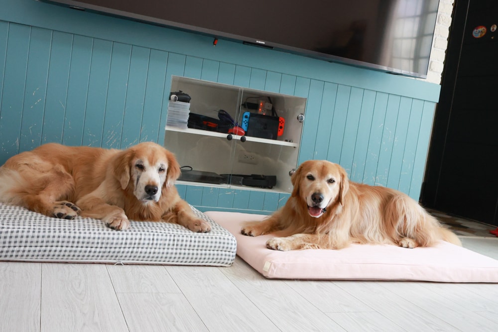 寵物床墊｜mooayou韓國狗狗護脊床。透氣、低敏、耐抓、毛孩專屬好眠神器。沁涼夏日款 & 四季耐抓款