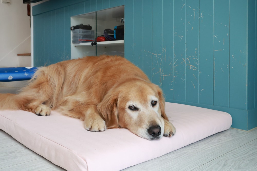 寵物床墊｜mooayou韓國狗狗護脊床。透氣、低敏、耐抓、毛孩專屬好眠神器。沁涼夏日款 & 四季耐抓款