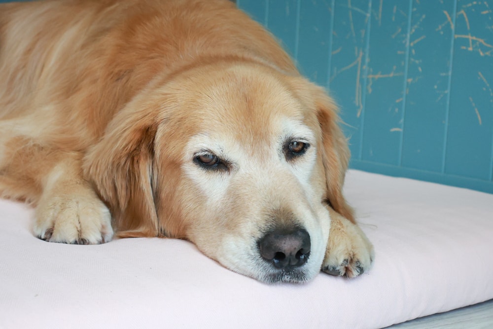 寵物床墊｜mooayou韓國狗狗護脊床。透氣、低敏、耐抓、毛孩專屬好眠神器。沁涼夏日款 & 四季耐抓款