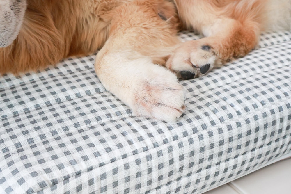 寵物床墊｜mooayou韓國狗狗護脊床。透氣、低敏、耐抓、毛孩專屬好眠神器。沁涼夏日款 & 四季耐抓款