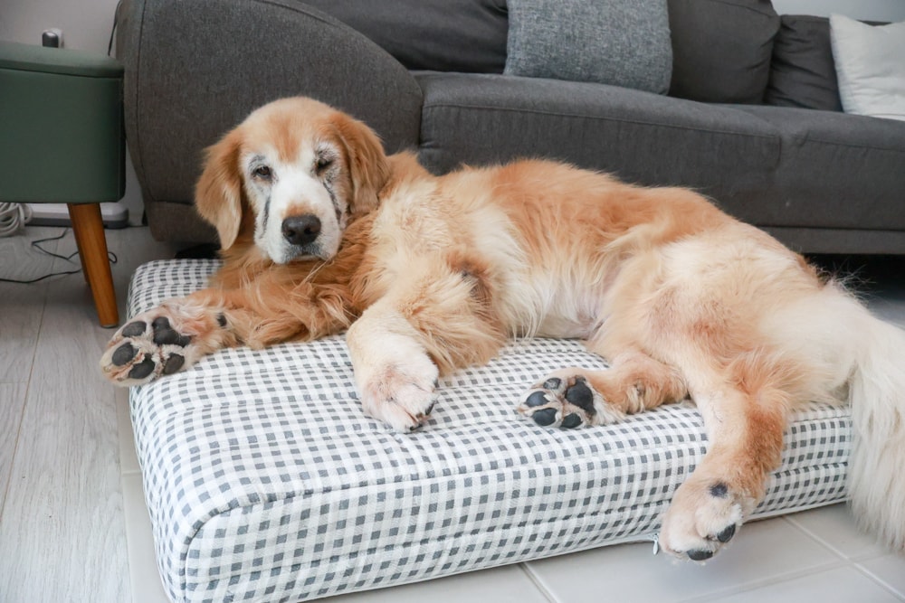 寵物床墊｜mooayou韓國狗狗護脊床。透氣、低敏、耐抓、毛孩專屬好眠神器。沁涼夏日款 & 四季耐抓款