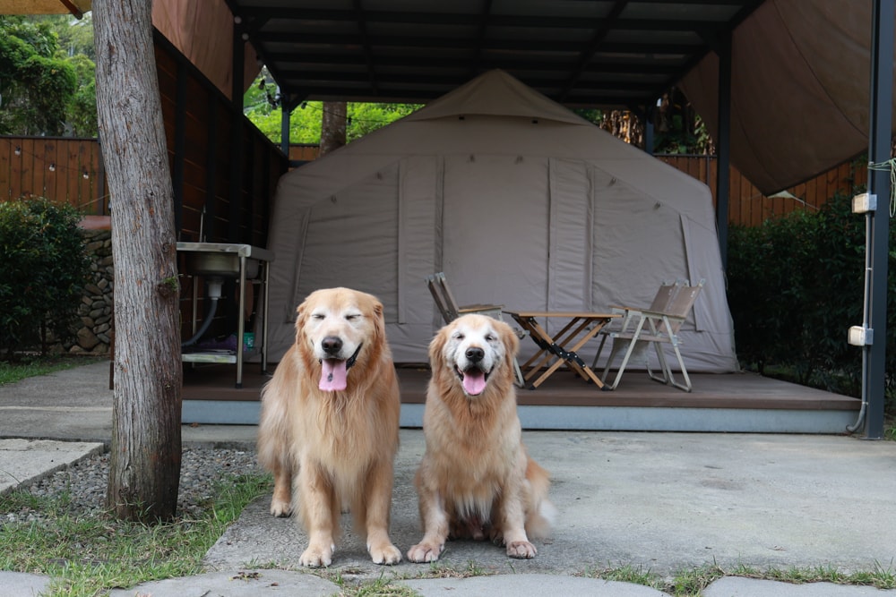 日月潭最Chill的寵物友善住宿｜陌野露營車驛站、寵物友善露營車、免搭帳豪華露營、南投寵物友善住宿
