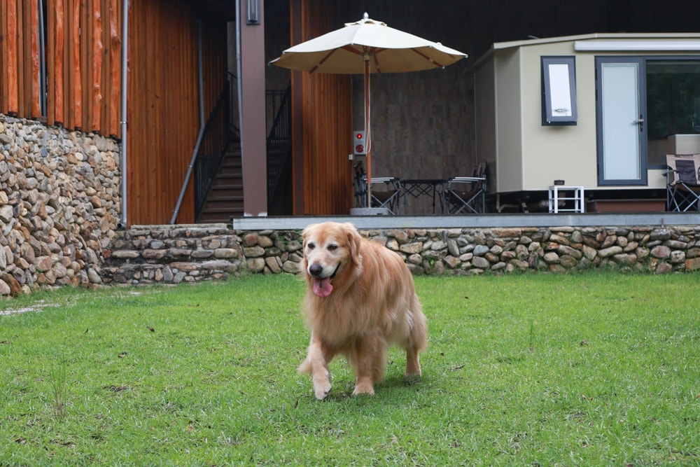 日月潭最Chill的寵物友善住宿｜陌野露營車驛站、寵物友善露營車、免搭帳豪華露營、南投寵物友善住宿