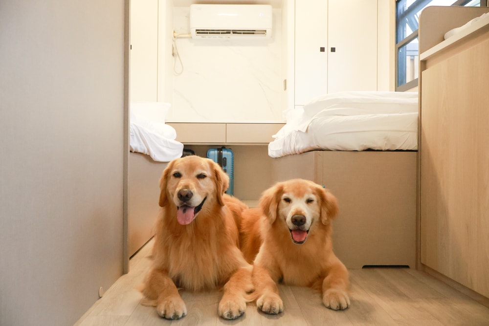 日月潭最Chill的寵物友善住宿｜陌野露營車驛站、寵物友善露營車、免搭帳豪華露營、南投寵物友善住宿