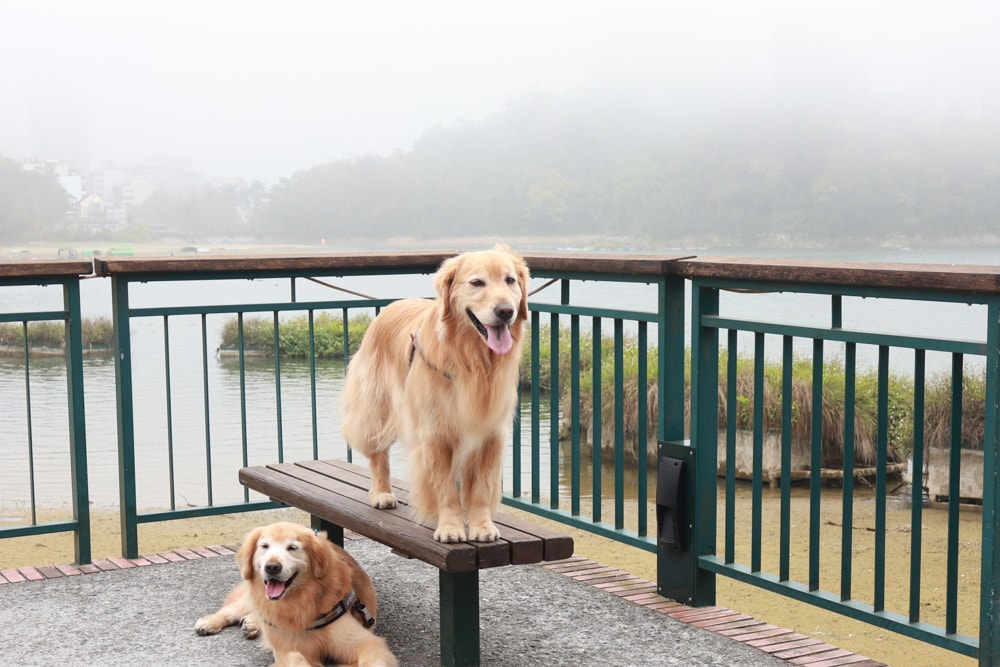 日月潭最Chill的寵物友善住宿｜陌野露營車驛站、寵物友善露營車、免搭帳豪華露營、南投寵物友善住宿