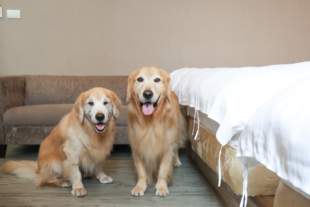 宜蘭礁溪住宿｜礁溪青池人文温泉旅店。宜蘭寵物友善飯店、大湯池、大床鋪，還能攜帶寵物入住！