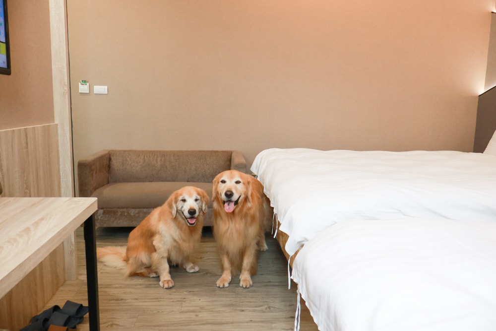 宜蘭礁溪住宿｜礁溪青池人文温泉旅店。宜蘭寵物友善飯店、大湯池、大床鋪，還能攜帶寵物入住！