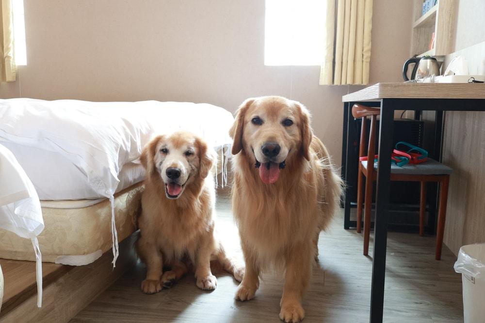 宜蘭礁溪住宿｜礁溪青池人文温泉旅店。宜蘭寵物友善飯店、大湯池、大床鋪，還能攜帶寵物入住！