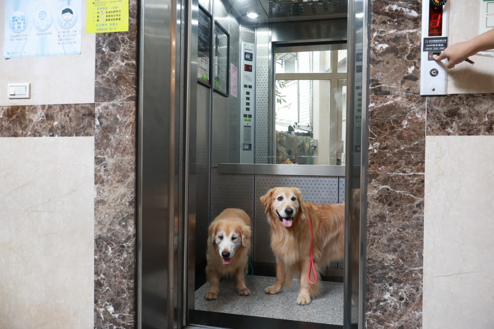 宜蘭礁溪住宿｜礁溪青池人文温泉旅店。宜蘭寵物友善飯店、大湯池、大床鋪，還能攜帶寵物入住！
