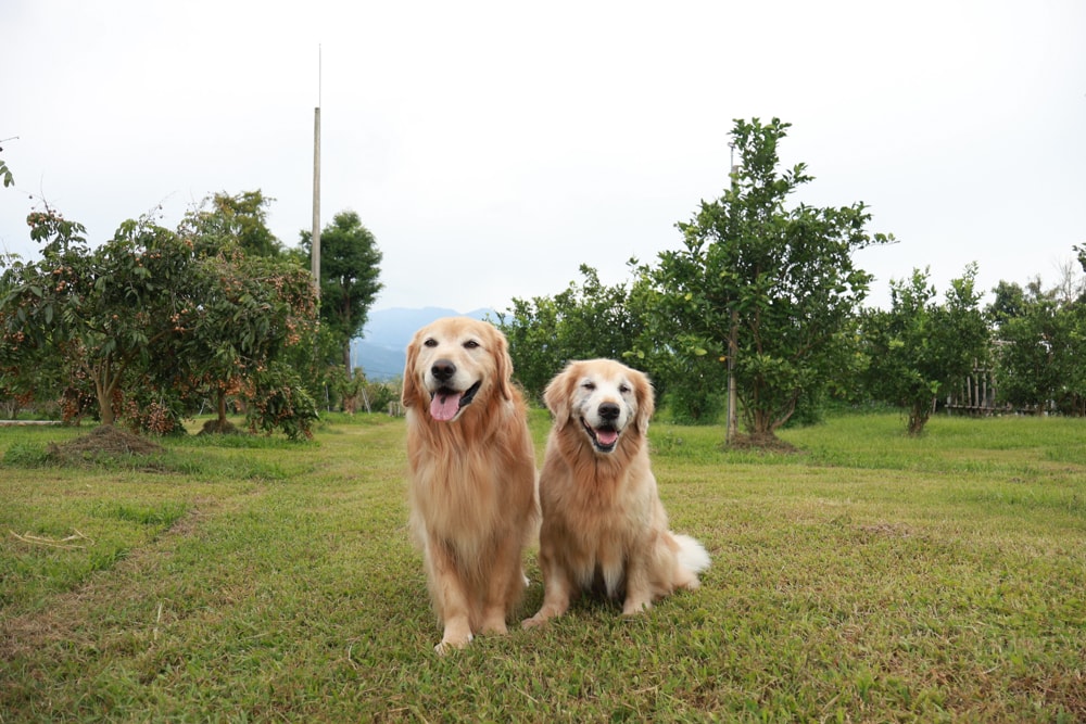 苗栗卓蘭住宿｜小巷清風 Le.Alley Autocamp Resort。苗栗 GlampingAirstream豪華露營車、一泊二食、寵物友善、鯉魚潭湖畔旁