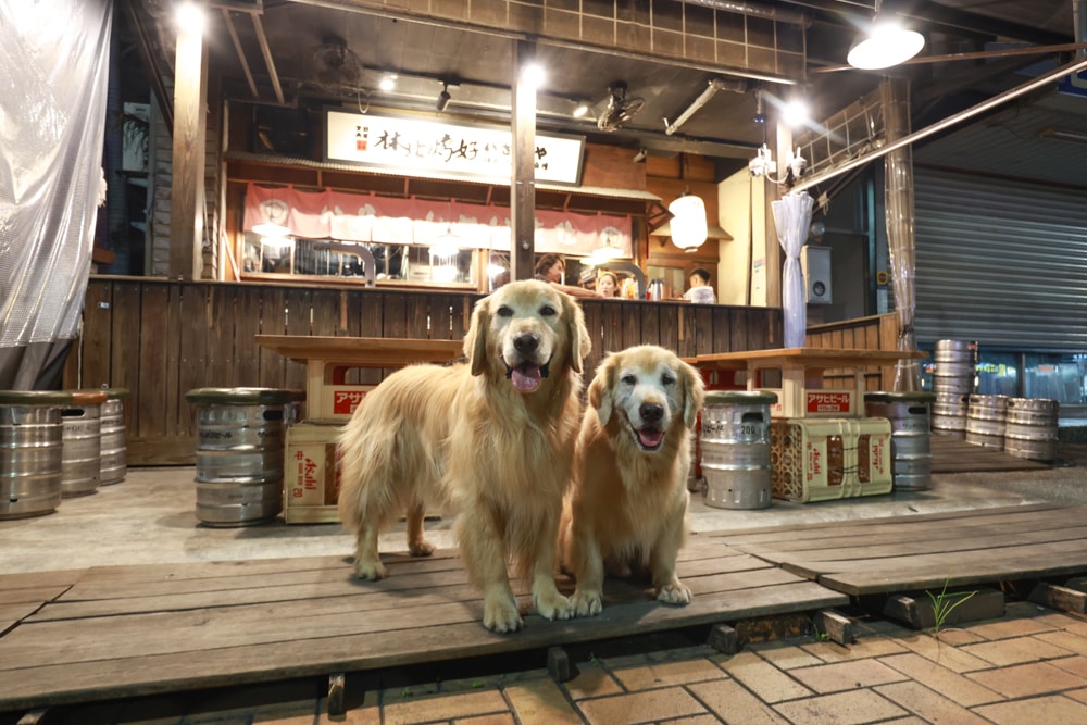 宜蘭羅東居酒屋推薦｜林北烤好串燒食事處・必吃宵夜燒烤＆炒飯、寵物友善餐廳、羅東必訪宵夜燒烤