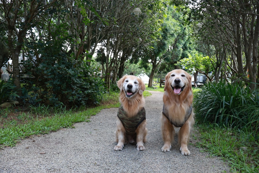 苗栗卓蘭最頂級豪華露營|橘舍三食奢華Glamping。一泊三食 × 寵物友善 × 波西米亞風神殿帳 × 手作果醬× 柴燒無菜單晚餐 - 第69張圖 苗栗卓蘭最頂級豪華露營|橘舍三食奢華Glamping。一泊三食 × 寵物友善 × 波西米亞風神殿帳 × 手作果醬× 柴燒無菜單晚餐