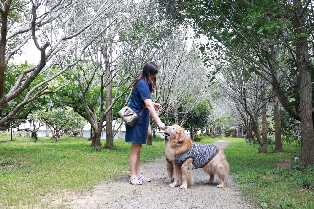苗栗卓蘭最頂級豪華露營|橘舍三食奢華Glamping。一泊三食 × 寵物友善 × 波西米亞風神殿帳 × 手作果醬× 柴燒無菜單晚餐 - 第67張圖 苗栗卓蘭最頂級豪華露營|橘舍三食奢華Glamping。一泊三食 × 寵物友善 × 波西米亞風神殿帳 × 手作果醬× 柴燒無菜單晚餐