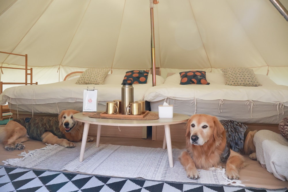 苗栗卓蘭最頂級豪華露營|橘舍三食奢華Glamping。一泊三食 × 寵物友善 × 波西米亞風神殿帳 × 手作果醬× 柴燒無菜單晚餐 - 第25張圖 苗栗卓蘭最頂級豪華露營|橘舍三食奢華Glamping。一泊三食 × 寵物友善 × 波西米亞風神殿帳 × 手作果醬× 柴燒無菜單晚餐