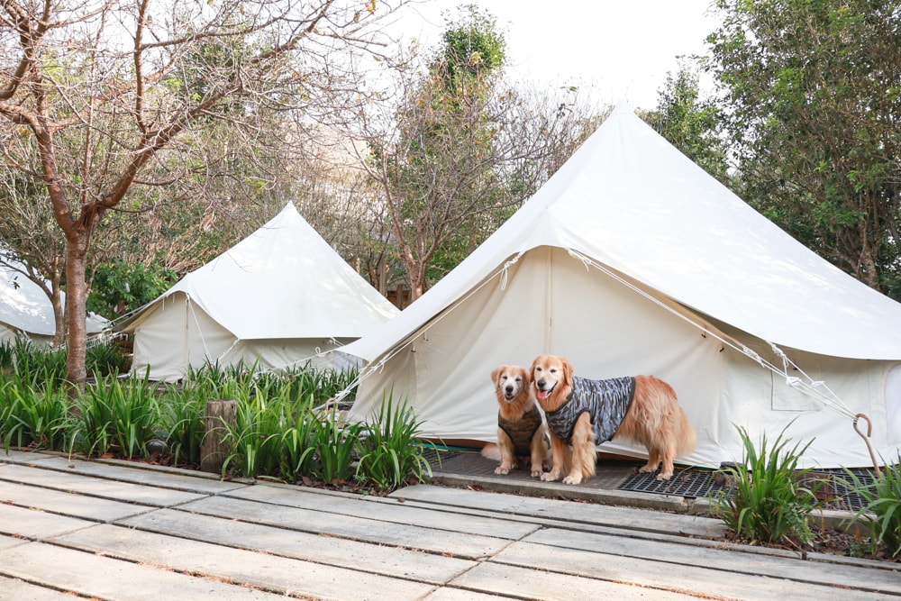 苗栗卓蘭最頂級豪華露營|橘舍三食奢華Glamping。一泊三食 × 寵物友善 × 波西米亞風神殿帳 × 手作果醬× 柴燒無菜單晚餐 - 第24張圖 苗栗卓蘭最頂級豪華露營|橘舍三食奢華Glamping。一泊三食 × 寵物友善 × 波西米亞風神殿帳 × 手作果醬× 柴燒無菜單晚餐