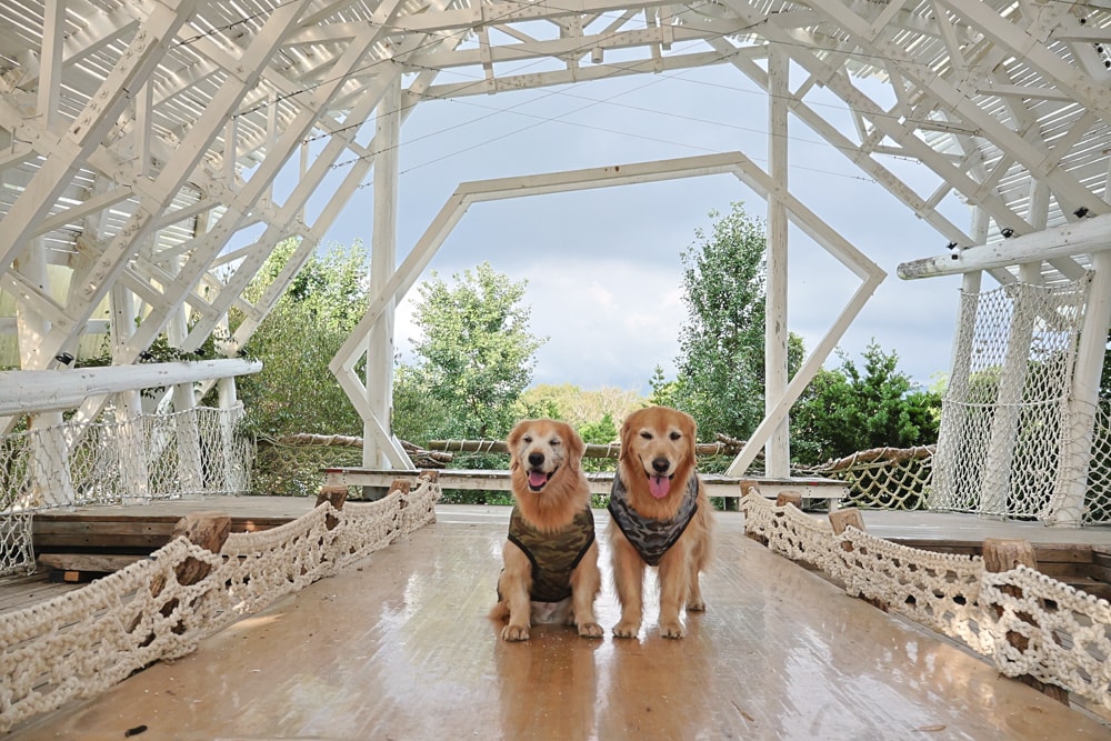 苗栗卓蘭最頂級豪華露營|橘舍三食奢華Glamping。一泊三食 × 寵物友善 × 波西米亞風神殿帳 × 手作果醬× 柴燒無菜單晚餐 - 第32張圖 苗栗卓蘭最頂級豪華露營|橘舍三食奢華Glamping。一泊三食 × 寵物友善 × 波西米亞風神殿帳 × 手作果醬× 柴燒無菜單晚餐