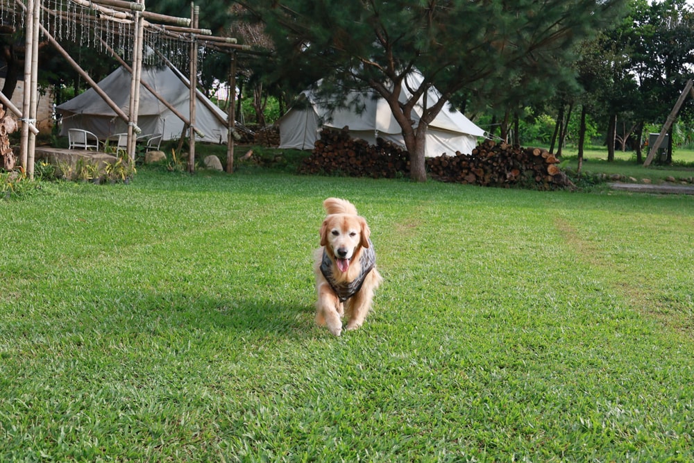 苗栗卓蘭最頂級豪華露營|橘舍三食奢華Glamping。一泊三食 × 寵物友善 × 波西米亞風神殿帳 × 手作果醬× 柴燒無菜單晚餐 - 第34張圖 苗栗卓蘭最頂級豪華露營|橘舍三食奢華Glamping。一泊三食 × 寵物友善 × 波西米亞風神殿帳 × 手作果醬× 柴燒無菜單晚餐