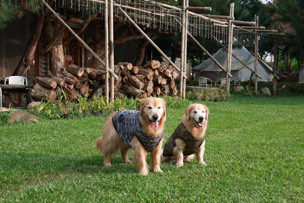 苗栗卓蘭最頂級豪華露營|橘舍三食奢華Glamping。一泊三食 × 寵物友善 × 波西米亞風神殿帳 × 手作果醬× 柴燒無菜單晚餐 - 第36張圖 苗栗卓蘭最頂級豪華露營|橘舍三食奢華Glamping。一泊三食 × 寵物友善 × 波西米亞風神殿帳 × 手作果醬× 柴燒無菜單晚餐