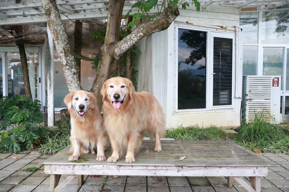 苗栗卓蘭住宿｜小巷清風 Le.Alley Autocamp Resort。苗栗 GlampingAirstream豪華露營車、一泊二食、寵物友善、鯉魚潭湖畔旁