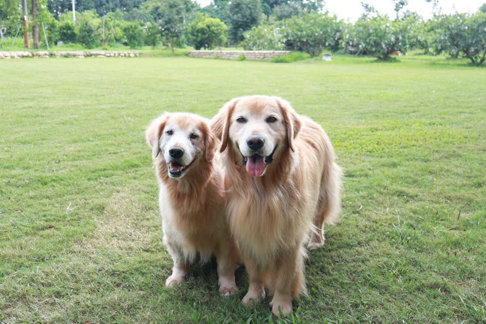 苗栗卓蘭住宿｜小巷清風 Le.Alley Autocamp Resort。苗栗 GlampingAirstream豪華露營車、一泊二食、寵物友善、鯉魚潭湖畔旁
