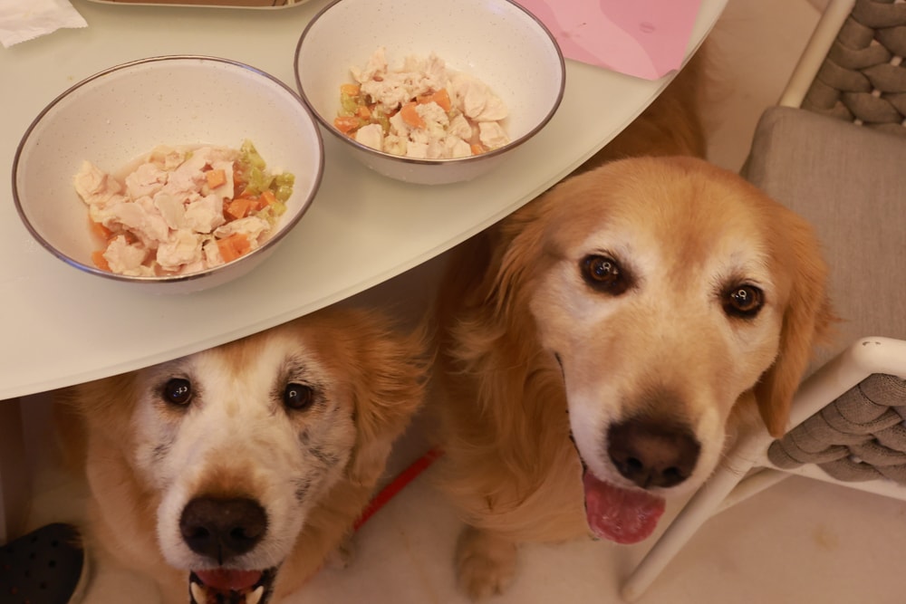 苗栗卓蘭住宿｜小巷清風 Le.Alley Autocamp Resort。苗栗 GlampingAirstream豪華露營車、一泊二食、寵物友善、鯉魚潭湖畔旁