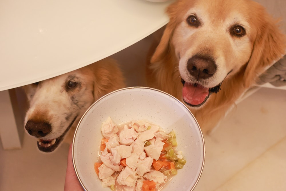 苗栗卓蘭住宿｜小巷清風 Le.Alley Autocamp Resort。苗栗 GlampingAirstream豪華露營車、一泊二食、寵物友善、鯉魚潭湖畔旁