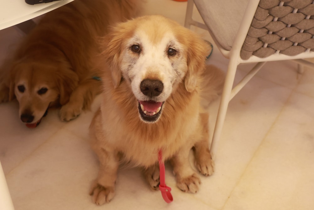 苗栗卓蘭住宿｜小巷清風 Le.Alley Autocamp Resort。苗栗 GlampingAirstream豪華露營車、一泊二食、寵物友善、鯉魚潭湖畔旁