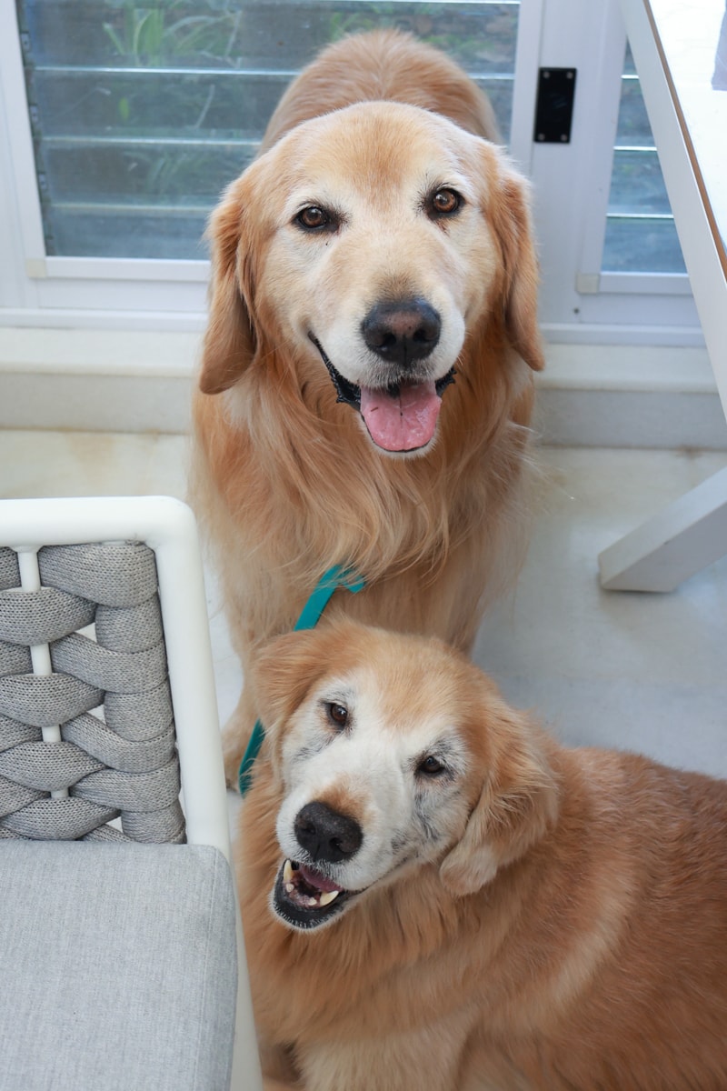 苗栗卓蘭住宿｜小巷清風 Le.Alley Autocamp Resort。苗栗 GlampingAirstream豪華露營車、一泊二食、寵物友善、鯉魚潭湖畔旁