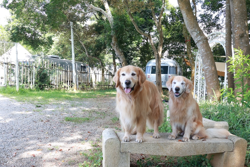 苗栗卓蘭住宿｜小巷清風 Le.Alley Autocamp Resort。苗栗 GlampingAirstream豪華露營車、一泊二食、寵物友善、鯉魚潭湖畔旁