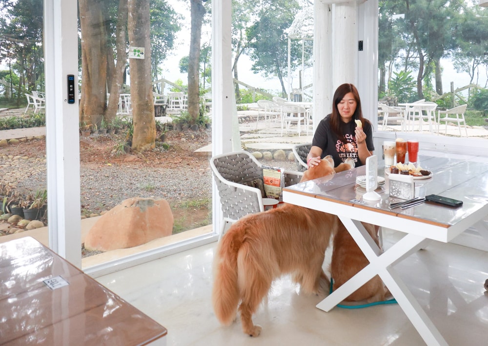 苗栗卓蘭住宿｜小巷清風 Le.Alley Autocamp Resort。苗栗 GlampingAirstream豪華露營車、一泊二食、寵物友善、鯉魚潭湖畔旁