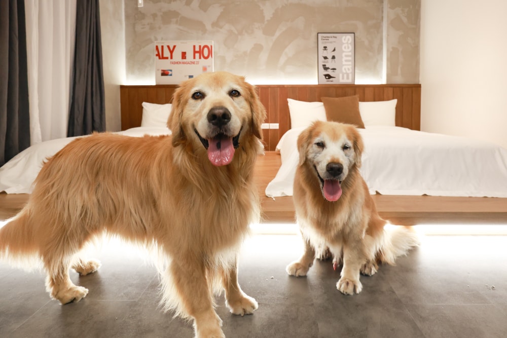 宜蘭礁溪|那裡 bed and breakfast 2館 那裡對面。獨棟日式輕工業風電梯民宿、寵物友善、可包棟、燒肉+卡拉OK、電動麻將桌&兒童遊戲室一次擁有 - 第38張圖 宜蘭礁溪|那裡 bed and breakfast 2館 那裡對面。獨棟日式輕工業風電梯民宿、寵物友善、可包棟、燒肉+卡拉OK、電動麻將桌&兒童遊戲室一次擁有