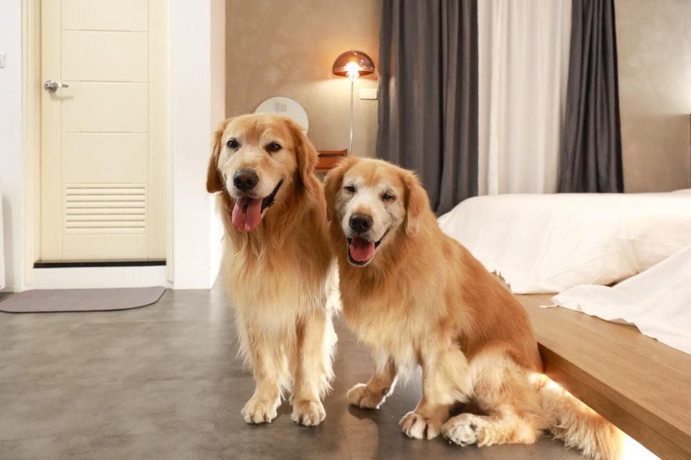 宜蘭礁溪|那裡 bed and breakfast 2館 那裡對面。獨棟日式輕工業風電梯民宿、寵物友善、可包棟、燒肉+卡拉OK、電動麻將桌&兒童遊戲室一次擁有 - 第35張圖 宜蘭礁溪|那裡 bed and breakfast 2館 那裡對面。獨棟日式輕工業風電梯民宿、寵物友善、可包棟、燒肉+卡拉OK、電動麻將桌&兒童遊戲室一次擁有