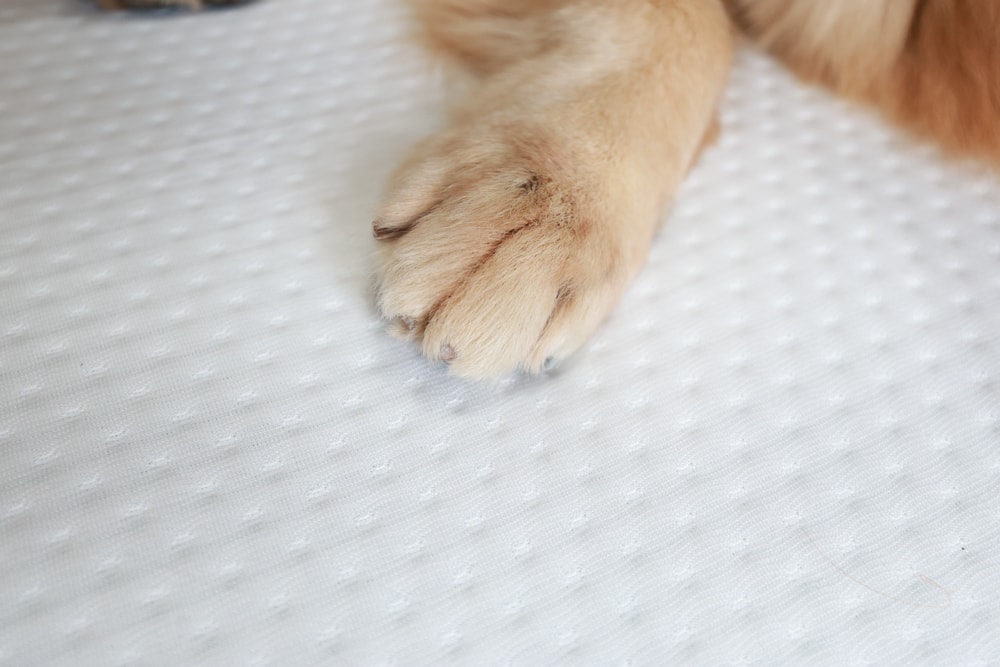 德國Emma石墨烯黑鑽床墊德國Emma床墊＋Diamond 黑鑽石記憶枕｜抗干擾＋透氣涼感＋冬暖夏涼的五層獨立筒記憶棉獨立筒，打造五星級好眠