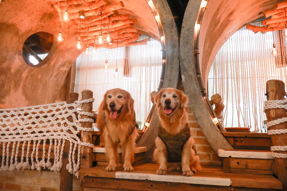 苗栗卓蘭美食|橘舍三食山里廚房。寵物友善景觀餐廳、義式料理午餐推薦、沒有住宿也能享用Josper柴燒料理 - 第13張圖