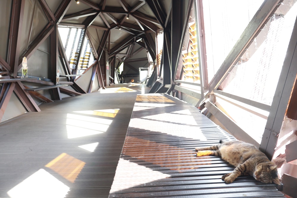 新北瑞芳｜猴硐貓村一日小旅行。貓奴必訪的療癒景點、🚫不要帶狗❗️避免造成貓咪驚嚇、🚫禁止餵食貓咪❗️