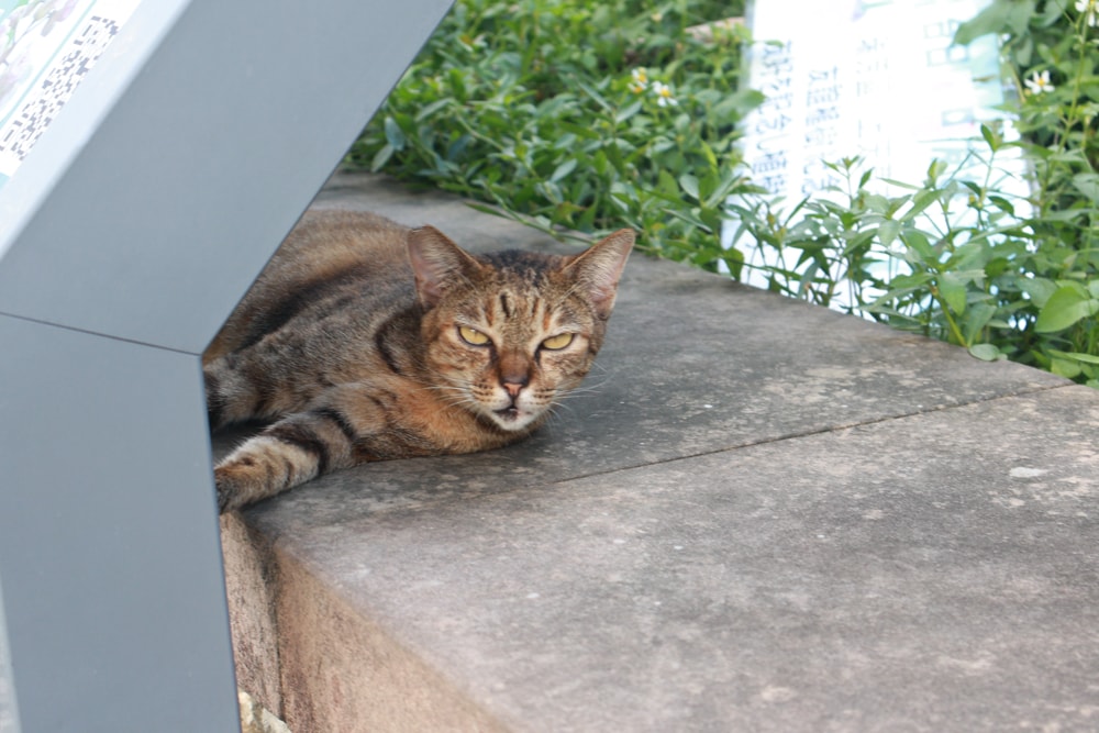 🐾瑞芳兩天一夜旅遊｜猴硐貓村 × 三貂嶺友善隧道 × 寬哥那裡秘境餐廳 × 瑞芳動物之家。友善動物生態旅遊