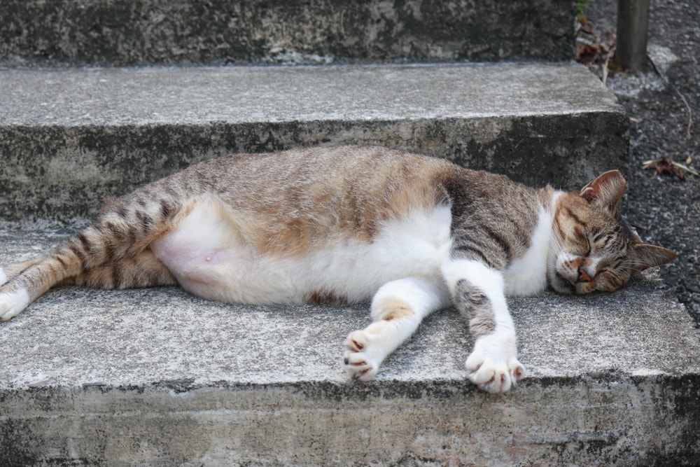 🐾瑞芳兩天一夜旅遊｜猴硐貓村 × 三貂嶺友善隧道 × 寬哥那裡秘境餐廳 × 瑞芳動物之家。友善動物生態旅遊