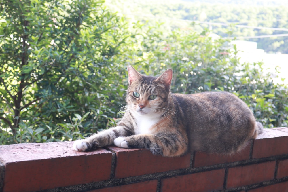 新北瑞芳｜猴硐貓村一日小旅行。貓奴必訪的療癒景點、🚫不要帶狗❗️避免造成貓咪驚嚇、🚫禁止餵食貓咪❗️
