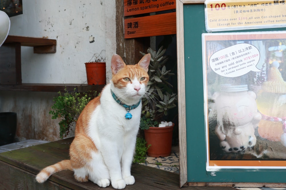 🐾瑞芳兩天一夜旅遊｜猴硐貓村 × 三貂嶺友善隧道 × 寬哥那裡秘境餐廳 × 瑞芳動物之家。友善動物生態旅遊
